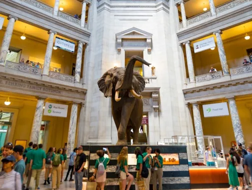 Interior of the Museum of Natural History with the famous taxidermy elephant at the center. 